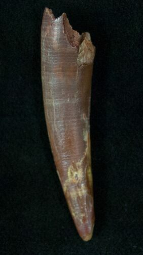 Rooted Pterosaur (Siroccopteryx) Tooth #13231